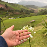 Bloom earrings - Suramya